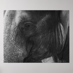 Zwart en wit olifant portret poster