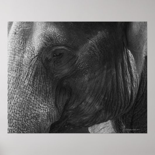 Zwart en wit olifant portret poster (Voorkant)
