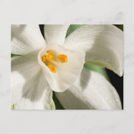 Zwart en wit sparen de Briefkaarten van de Datum (Voorkant)