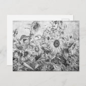  zwart en wit zonnebloemveld briefkaart (Voorkant / Achterkant)