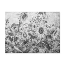  zwart en wit zonnebloemveld