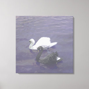 Zwart en wit zwanenpaar op een meer canvas afdruk