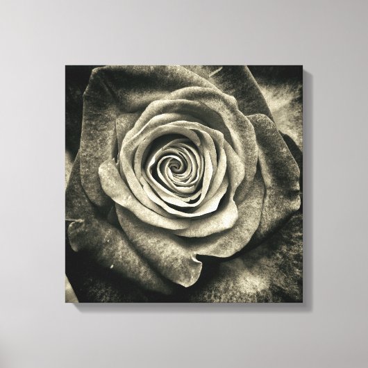 Zwart en witte roos canvas afdruk (Voorkant)