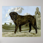 Zwart Engels Mastiff-Poster Poster (Voorkant)