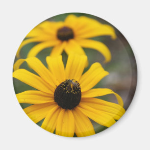Zwart-Eyed Susan en Bij Magneet