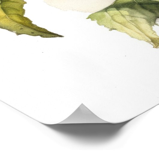 Zwart Eyed Susan Flower Art Print Poster (Hoek)