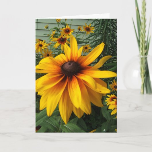 Zwart-Eyed Susan Flower Garden Kaart (Voorkant)