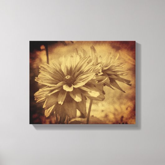 Zwart Eyed Susan Flowers Sepia Verouderd  Canvas Afdruk (Voorkant)