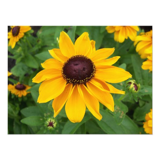 Zwart Eyed Susan Zittend Foto Afdruk (Voorkant)