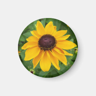 Zwart Eyed Susan Zittend Magneet