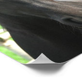 Zwart Freisian Horse Poster afdrukken (Hoek)