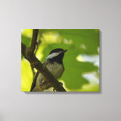 ZWART-GEDOOPT CHICKADEE CANVAS PRINT (Voorkant)