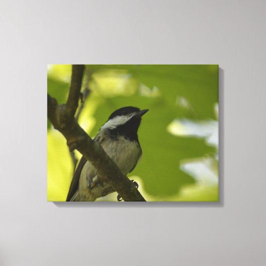 ZWART-GEDOOPT CHICKADEE CANVAS PRINT (Voorkant)