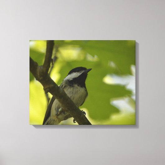 ZWART-GEDOOPT CHICKADEE CANVAS PRINT (Voorkant)