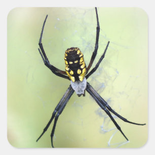 Zwart & Geel Argiope Tuin Spin Sticker