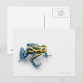 Zwart, geel en blauw gifdekkikker briefkaart (Voorkant / Achterkant)