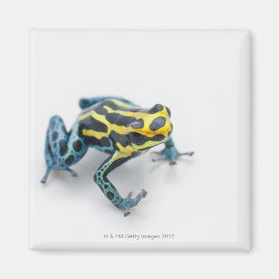 Zwart, geel en blauw gifdekkikker magneet