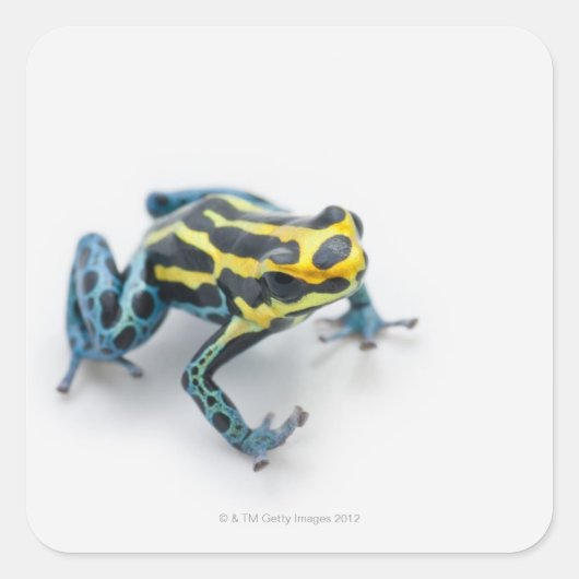 Zwart, geel en blauw gifdekkikker vierkante sticker (Voorkant)