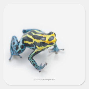 Zwart, geel en blauw gifdekkikker vierkante sticker