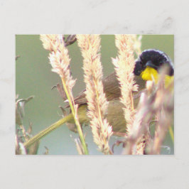 Zwart Geel Vogel Foto Briefkaart
