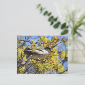 Zwart gekroond Night Heron briefkaart (Staand voorkant)