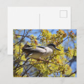 Zwart gekroond Night Heron briefkaart (Voorkant / Achterkant)