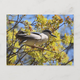 Zwart gekroond Night Heron briefkaart