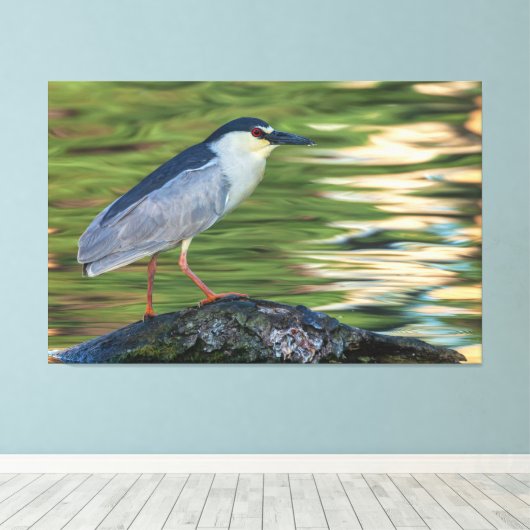 Zwart gekroond Night Heron Portret Canvas Afdruk (Insitu (Houten vloer))