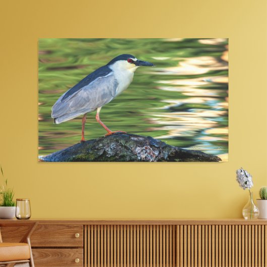 Zwart gekroond Night Heron Portret Canvas Afdruk (Insitu (Woonkamer))