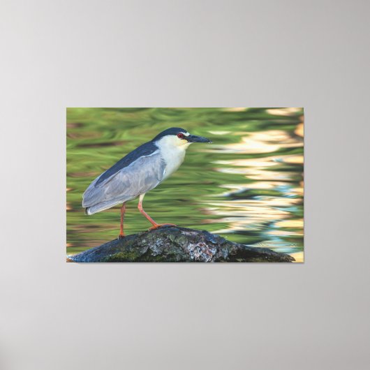 Zwart gekroond Night Heron Portret Canvas Afdruk (Voorkant)