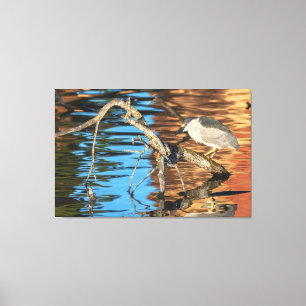 Zwart gekroonde Night Heron op Branch Canvas Afdruk