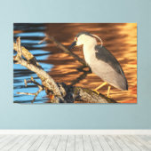 Zwart gekroonde Night Heron Perches op Branch Canvas Afdruk (Insitu (Houten vloer))
