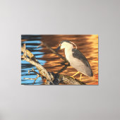 Zwart gekroonde Night Heron Perches op Branch Canvas Afdruk (Voorkant)
