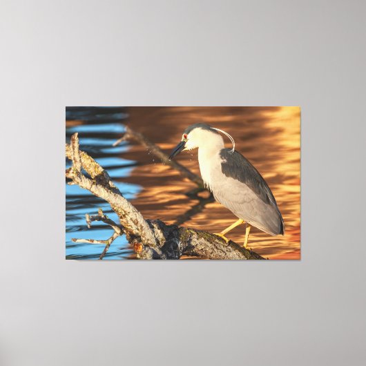 Zwart gekroonde Night Heron Perches op Branch Canvas Afdruk (Voorkant)
