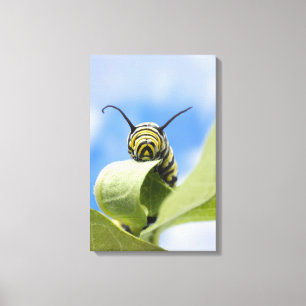 Zwart-gele caterstijl canvas afdruk