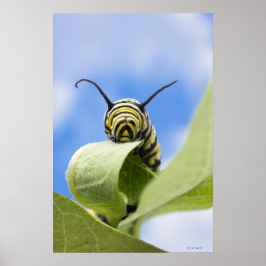 Zwart-gele caterstijl poster (Voorkant)