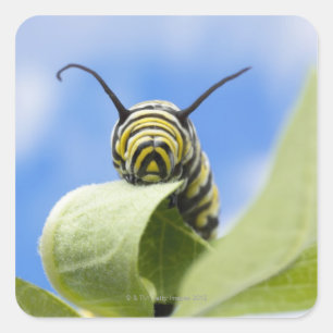 Zwart-gele caterstijl vierkante sticker