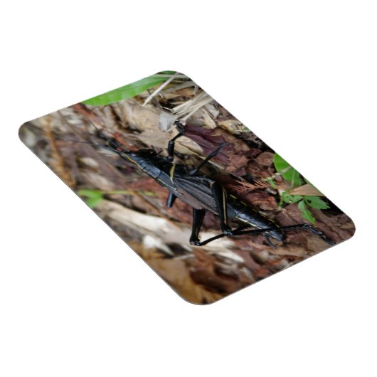 Zwart-gele cricket magneet (Rechterzijde)