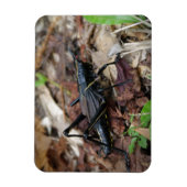 Zwart-gele cricket magneet (Verticaal)