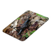 Zwart-gele cricket magneet (Linkerzijde)