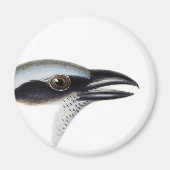 Zwart-gezicht koekoekjesachtige magneet (Voorkant)