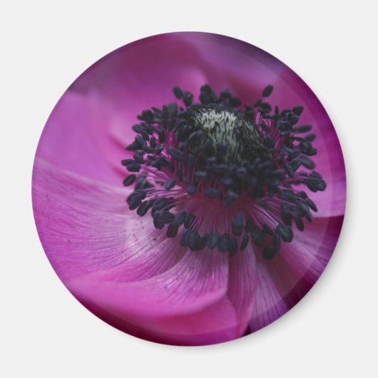 Zwart hart Anemone Round Magnet (Voorkant)