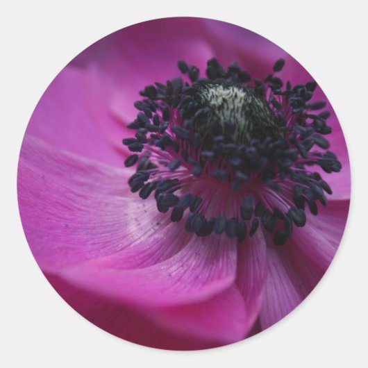 Zwart hart Paars Roze Anemone Ronde Sticker (Voorkant)