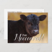 zwart kalf in beweging aankondigingskaart (Voorkant / Achterkant)