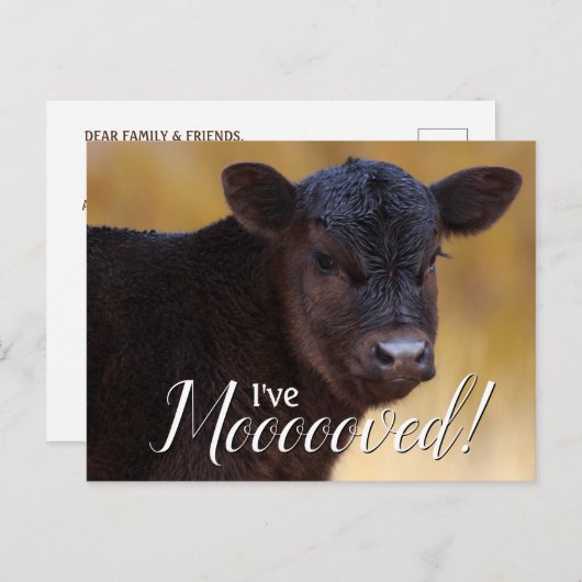 zwart kalf in beweging aankondigingskaart (Voorkant / Achterkant)