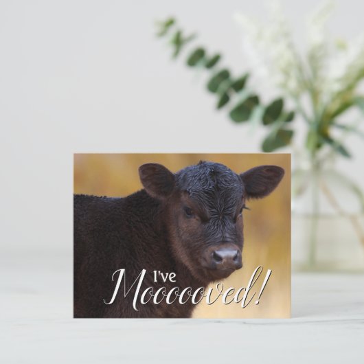 zwart kalf in beweging aankondigingskaart (Staand voorkant)