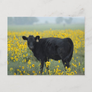 Zwart kalf in een veld met zonnebloemen briefkaart