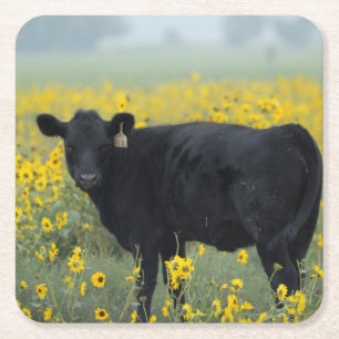 Zwart kalf in een veld met zonnebloemen kartonnen onderzetters
