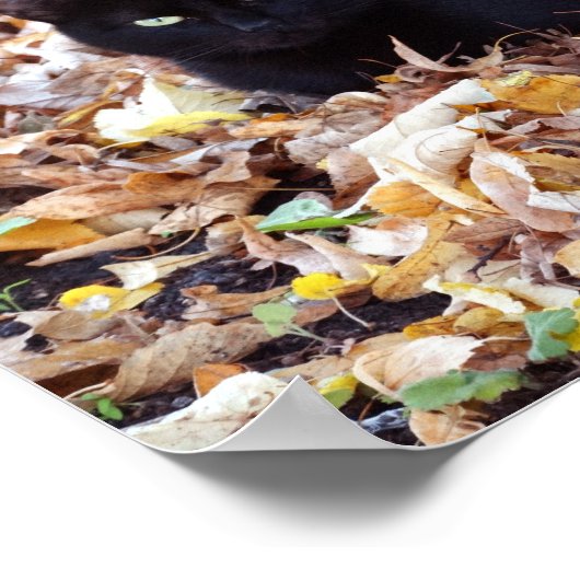 Zwart kat herfst Poster voor foto's (Matte) (Hoek)