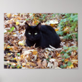 Zwart kat herfst Poster voor foto's (Matte) (Voorkant)